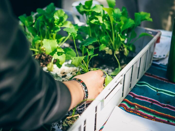 A student plants a green leafy plant into a crate.